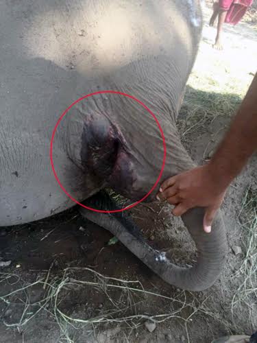 Ammu - Huge wound at the buttock