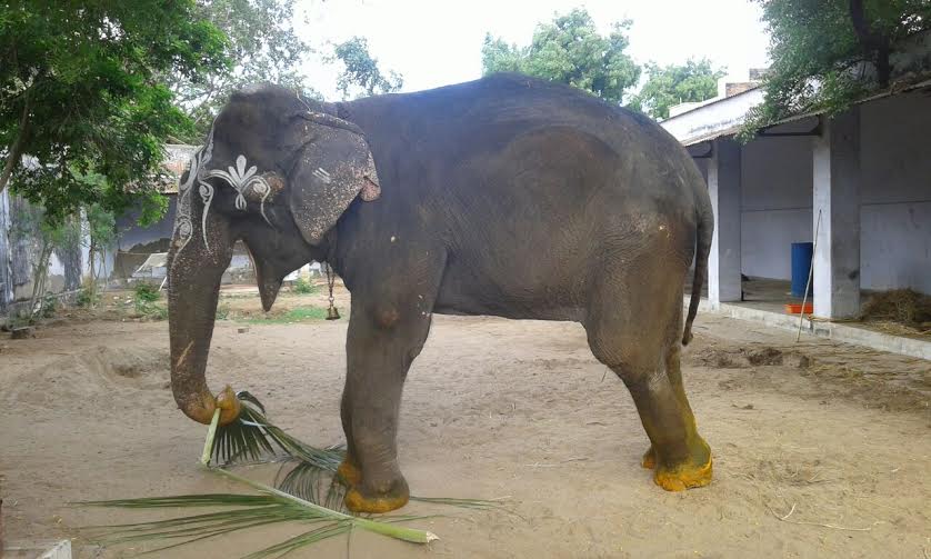 Lakshmi the elephant-5 (1)